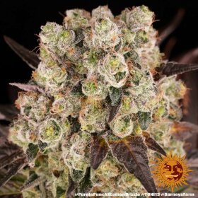 Barneys Farm Purple Punch x Lemon Drizzle - 3 feminisierte Samen