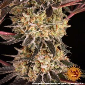 Barneys Farm Purple Punch x Lemon Drizzle - 3 feminisierte Samen