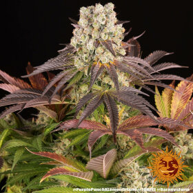 Barneys Farm Purple Punch x Lemon Drizzle - 3 feminisierte Samen