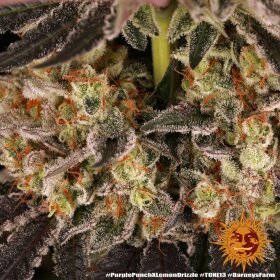 Barneys Farm Purple Punch x Lemon Drizzle - 3 feminisierte Samen