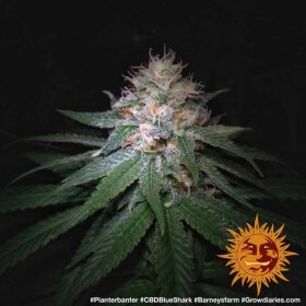 Barneys Farm CBD Blue Shark- 3 feminized seeds