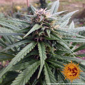 Barneys Farm CBD Blue Shark- 3 feminized seeds