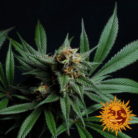 Barneys Farm CBD Blue Shark- 3 feminisierte Samen