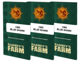 Barneys Farm CBD Blue Shark- 3 feminisierte Samen