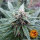 Barneys Farm CBD Blue Shark- 3 feminisierte Samen