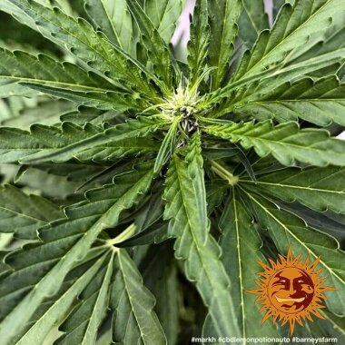 Barneys Farm CBD Lemon Potion Auto- 3 automatisierte Samen