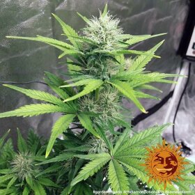 Barneys Farm CBD Lemon Potion Auto- 3 automated seeds