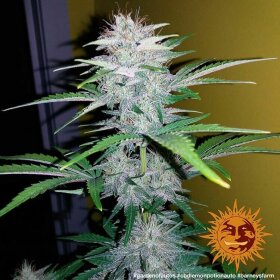 Barneys Farm CBD Lemon Potion Auto- 3 automatisierte Samen