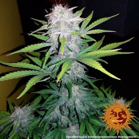 Barneys Farm CBD Lemon Potion Auto- 3 automatisierte Samen