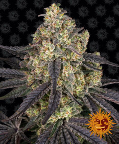 Barneys Farm Kush Mintz - 3 feminized seeds