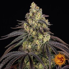 Barneys Farm Kush Mintz - 3 feminisierte Samen