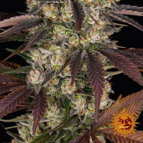 Barneys Farm Kush Mintz - 3 feminisierte Samen