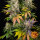 Barneys Farm Kush Mintz - 3 feminisierte Samen