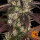 Barneys Farm Kush Mintz - 3 feminisierte Samen