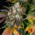 Barneys Farm Kush Mintz - 3 feminisierte Samen