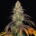 Barneys Farm Kush Mintz - 3 feminisierte Samen