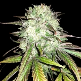 BSB Genetics Afghan Kush + - 5 feminisierte Samen