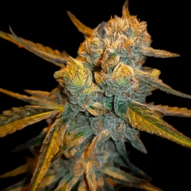 BSB Genetics Amnesia Haze - 5 feminized seeds