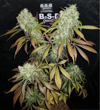 BSB Genetics Banana Kush - 5 feminisierte Samen