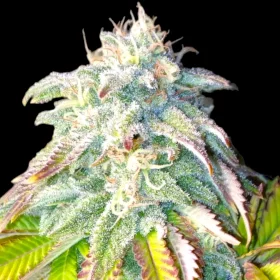 BSB Genetics Bruce Banner #3 - 5 feminized seeds