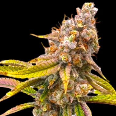 BSB Genetics Five Alive - 5 feminisierte Samen