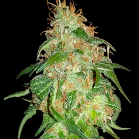 BSB Genetics Gelato #45 - 5 feminized seeds