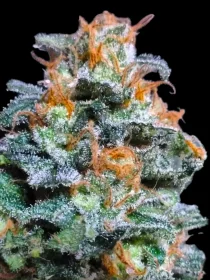 BSB Genetics Lemon Haze - 5 feminized seeds