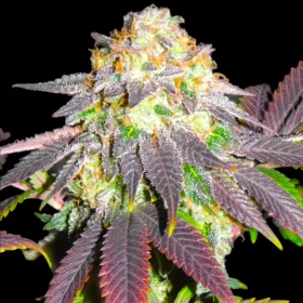 BSB Genetics Mimosa - 5 feminized seeds