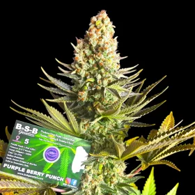 BSB Genetics Purple Berry Punch - 5 feminisierte Samen