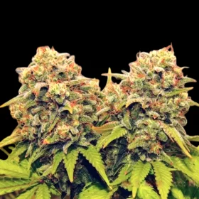 BSB Genetics Rainbow Glue - 5 feminisierte Samen