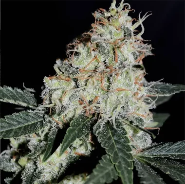 BSB Genetics Stardawg - 5 feminisierte Samen