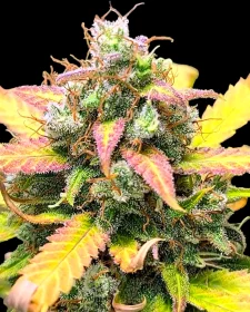 BSB Genetics Strawberry Banana - 5 feminisierte Samen