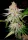 BSB Genetics Zkittles - 5 feminisierte Samen