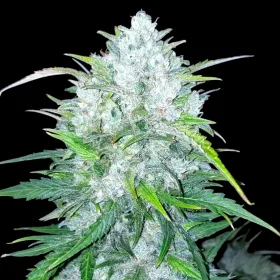 BSB Genetics Bruce Banner AUTO - 5 automated seeds