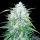 BSB Genetics Bruce Banner AUTO - 5 autoflowering Samen