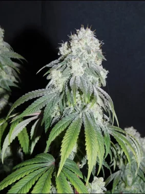 BSB Genetics Critical + AUTO - 5 autoflowering Samen