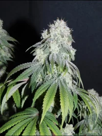 BSB Genetics Critical + AUTO - 5 automated seeds