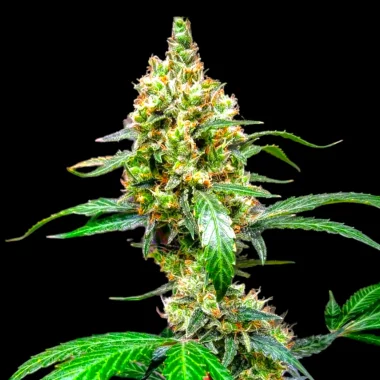 BSB Genetics Mandarine Dream XL AUTO - 5 automatisierte...