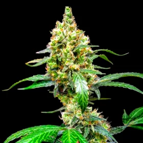 BSB Genetics Mandarine Dream XL AUTO - 5 automated seeds