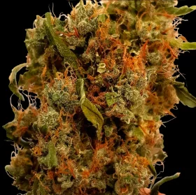 BSB Genetics Northern Big Bud AUTO - 5 automated seeds