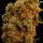 BSB Genetics Northern Big Bud AUTO - 5 autoflowering Samen