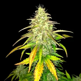 BSB Genetics Sweet Tooth AUTO - 5 automated seeds