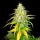 BSB Genetics Sweet Tooth AUTO - 5 autoflowering Samen