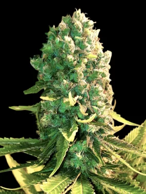 BSB Genetics Blueberry Dream Cali Collection - 5 feminisierte Samen