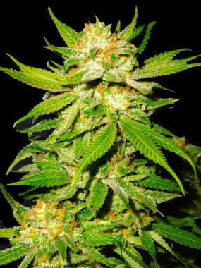 BSB Genetics Chemdawg #4 Cali Collection - 5 feminisierte Samen