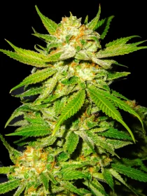 BSB Genetics Chemdawg #4 Cali Collection - 5 feminized seeds