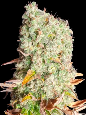 BSB Genetics Cherry Pie Cali Collection - 5 feminisierte...