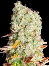 BSB Genetics Cherry Pie Cali Collection - 5 feminized seeds