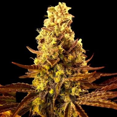 BSB Genetics Girl Scout Cookies Cali Collection - 5 feminisierte Samen