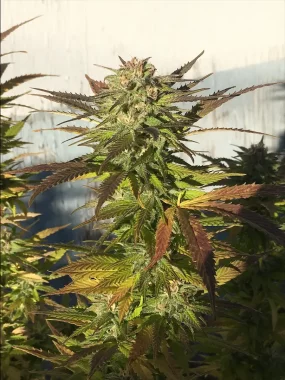 BSB Genetics Green Crack Cali Collection - 5 feminisierte Samen